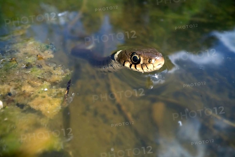 Barred grass snake (Natrix helvetica)