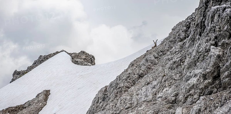 Alpine Ibex (Capra ibex) on a snow field