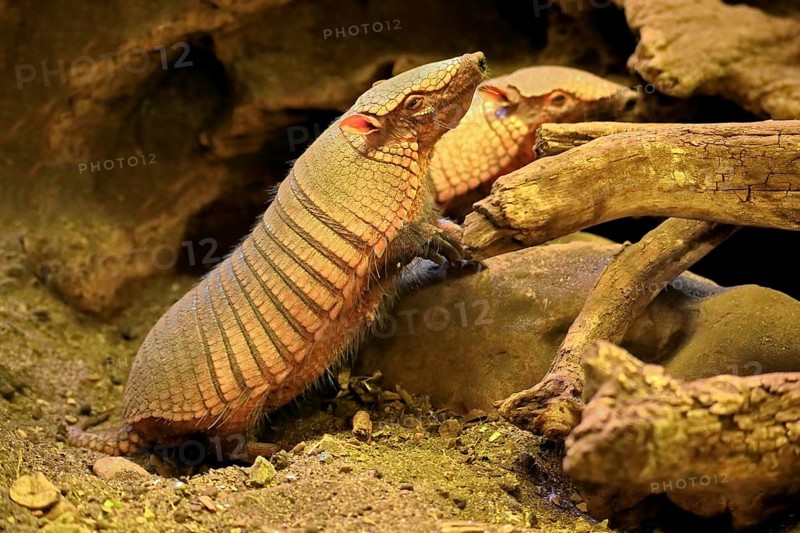 Big hairy armadillo (Chaetophractus villosus)