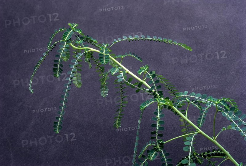 Phyllanthus amarus: Jangli amli