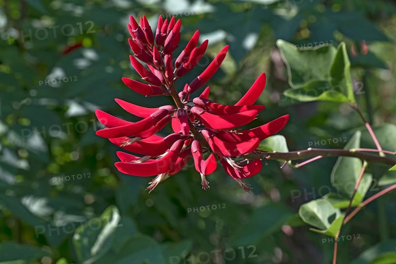 Coral Bean (Erythrina herbacea)