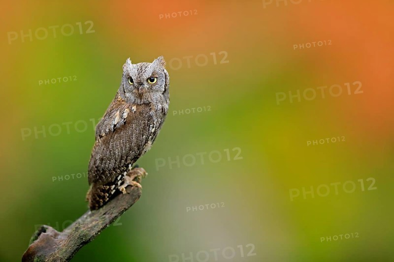 European scops owl (Otus scops)