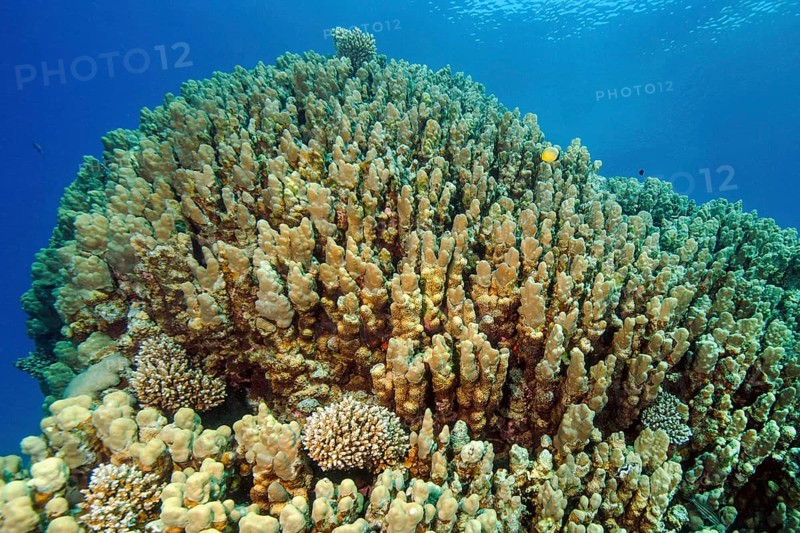 Large colony of Dome corals (Porites nodifera)
