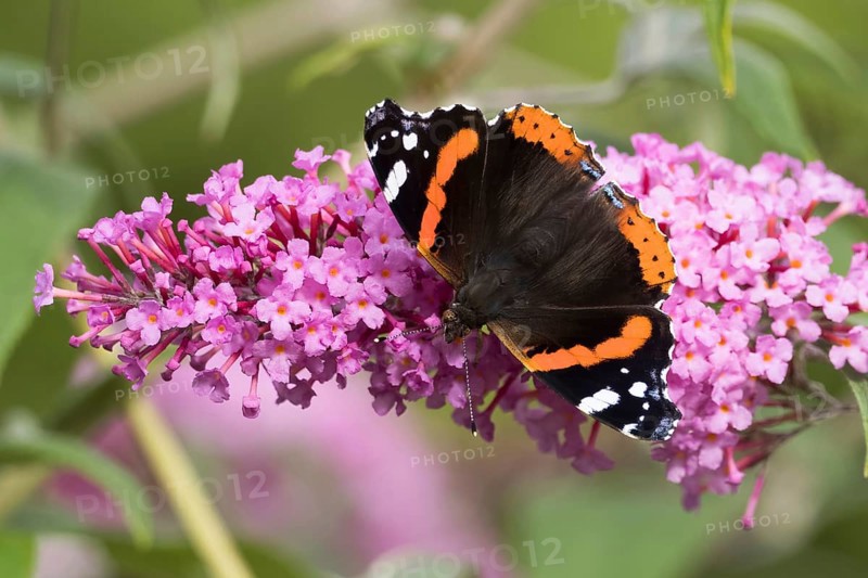 Red Admiral (Vanessa atalanta)
