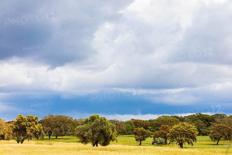 Clouds over Cork oaks (Quercus suber) near Santu Lussurgiu