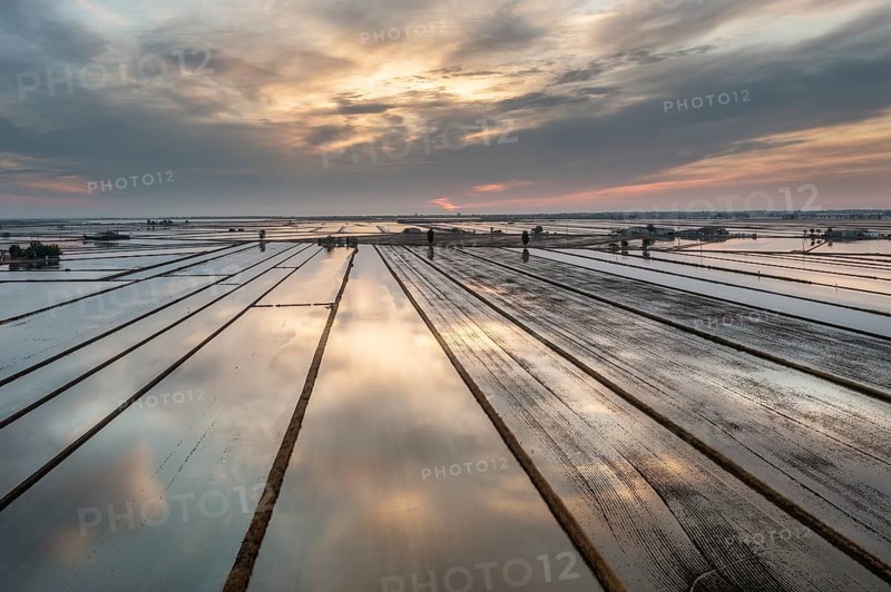 Flooded rice fields in May at daybreak