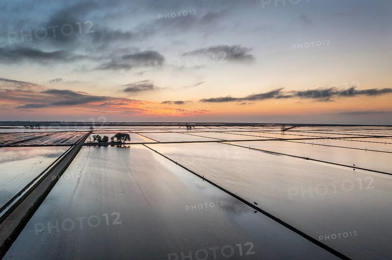 Flooded rice fields in May at daybreak