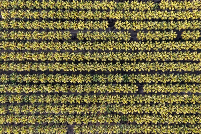 Nursery with rows of cultivated Desert Fan Palms (Washingtonia filifera)