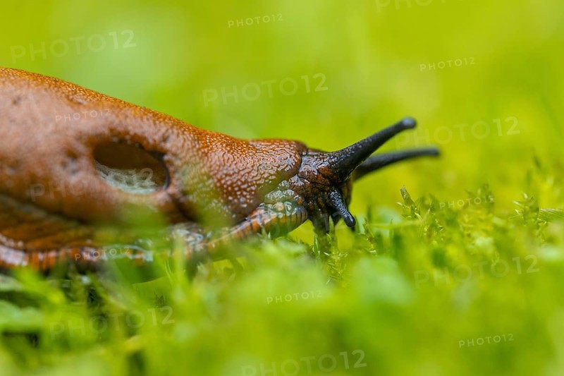 Red slug (Arion rufus)