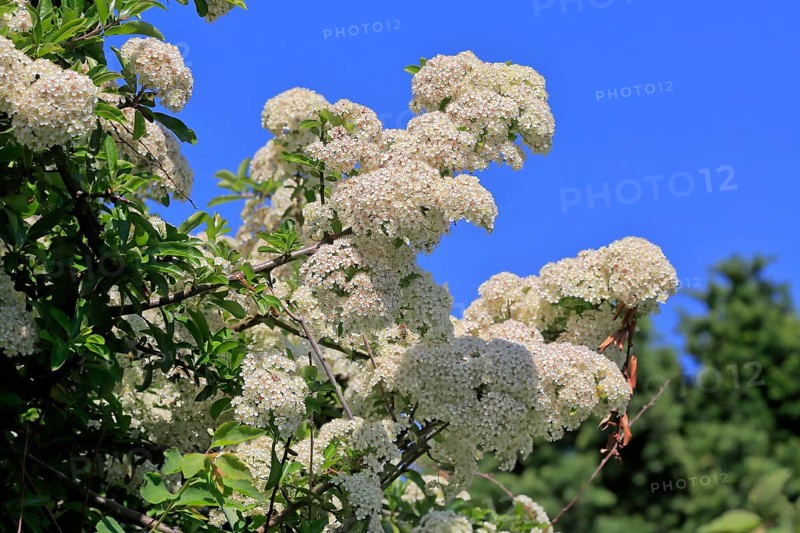 Scarlet firethorn (Pyracantha coccinea)