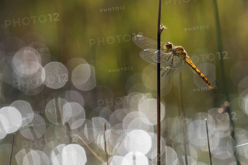 Freshly hatched Vagrant darter (Sympetrum vulgatum) in backlight with flares
