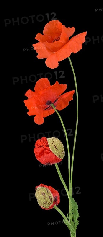 Poppy flowers (Papaver rhoeas)