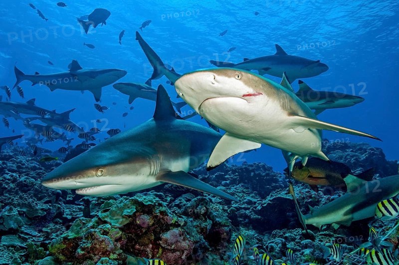Grey reef shark (Carcharhinus amblyrhynchos) on the left