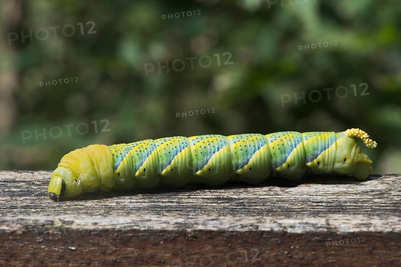Caterpillar of the Death's head hawkmoth (Acherontia atropos)