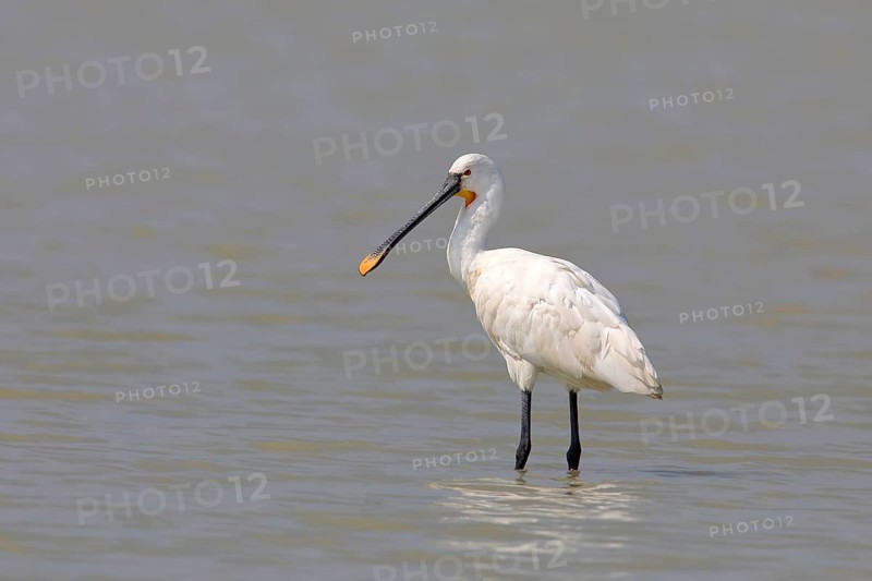 Eurasian spoonbill (Platalea leucorodia) standing in water