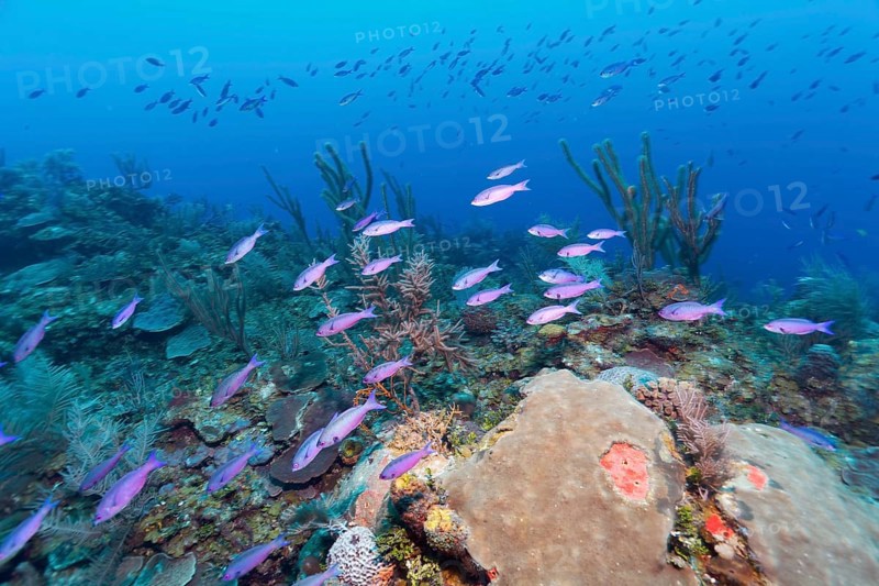 Shoal of Barracuda Waitin Boy (Clepticus parrae) swimming over coral reef