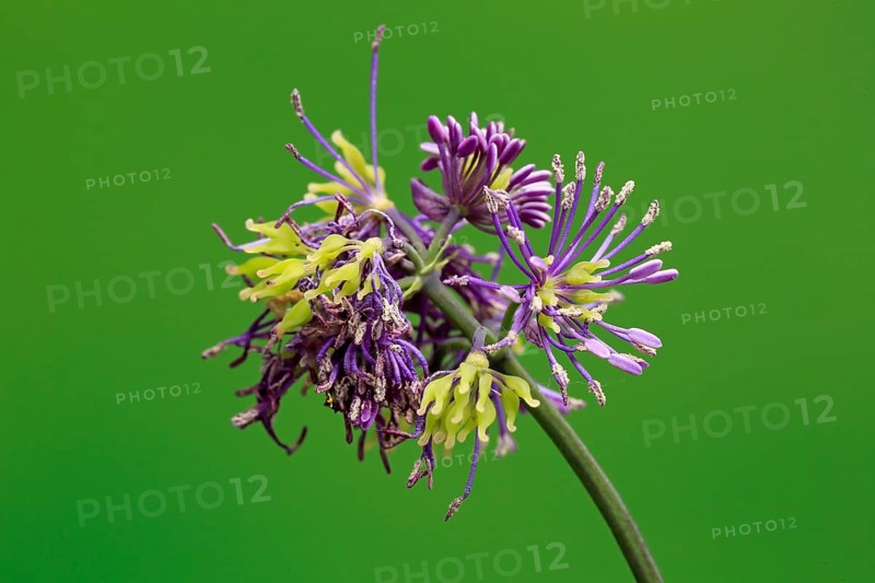 Columbine greater meadow rue (Thalictrum aquilegiifolium)