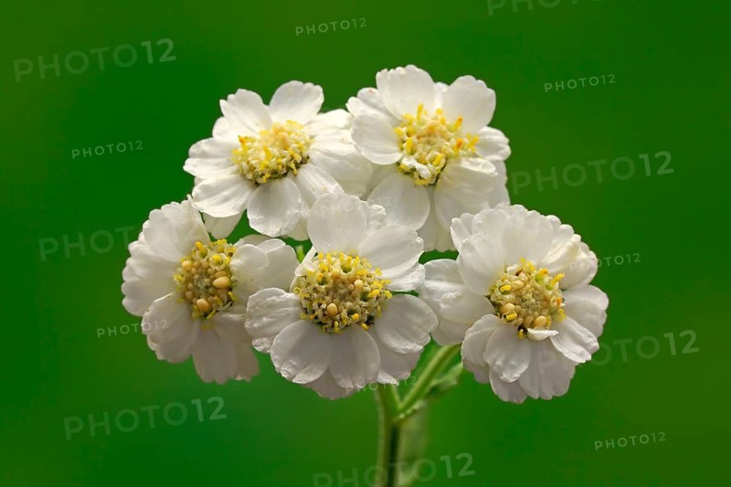 Fine leaved water dropwort (Oenanthe aquatica)