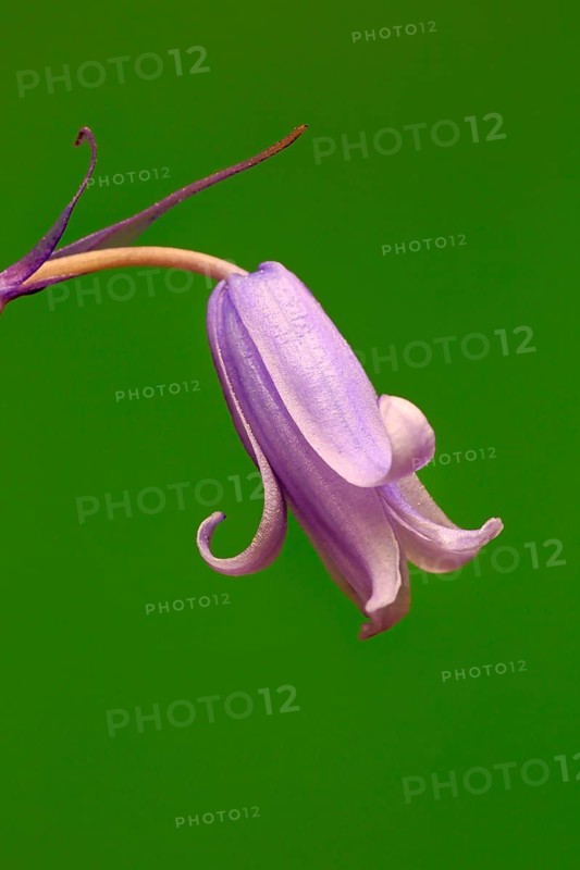 Spanish bluebell (Hyacinthoides hispanica)