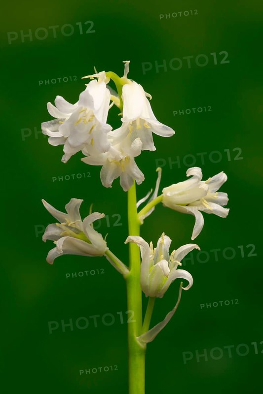 Spanish bluebell (Hyacinthoides hispanica)