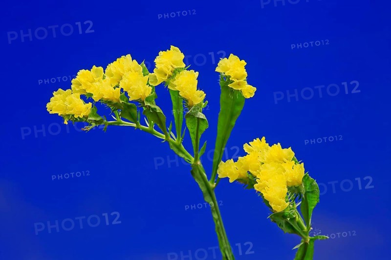 Sea Lavender (Limonium)