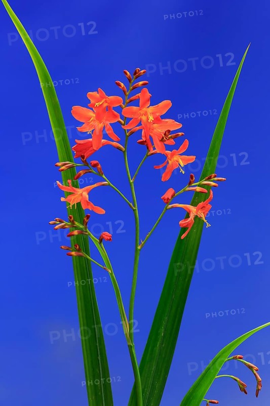 Montbretia (Crocosmia x crocosmiiflora)