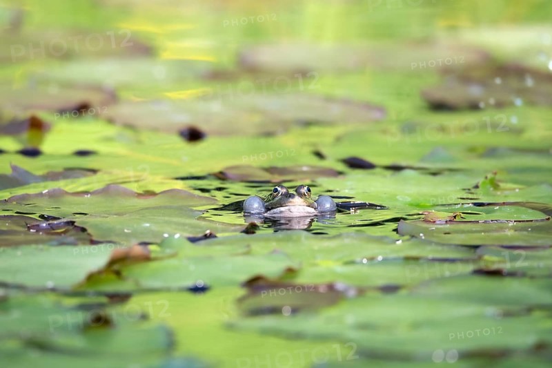 Marsh frog (Rana ridibunda)