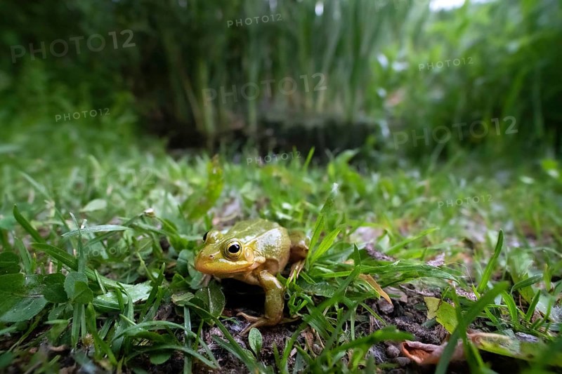Pool frog (Rana lessonae)
