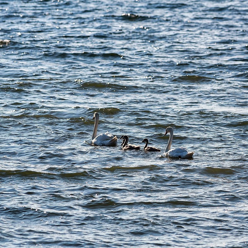 Two Mute swans (Cygnus olor) with young birds