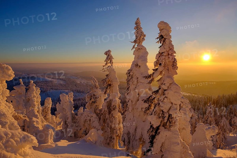 Sunset with snow-covered spruces