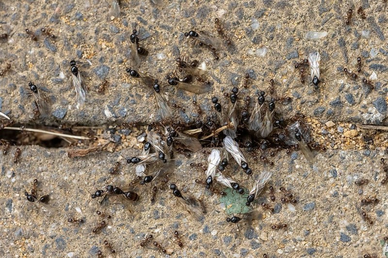 Ants swarm out of the burrow for the nuptial flight