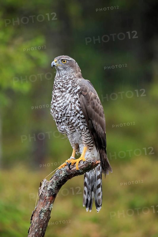 Northern goshawk (Accipiter gentilis)