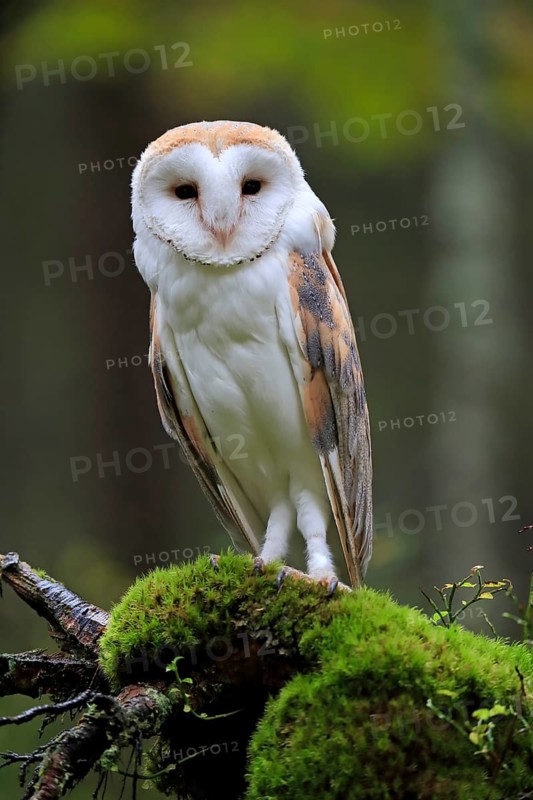 Common barn owl (Tyto alba)