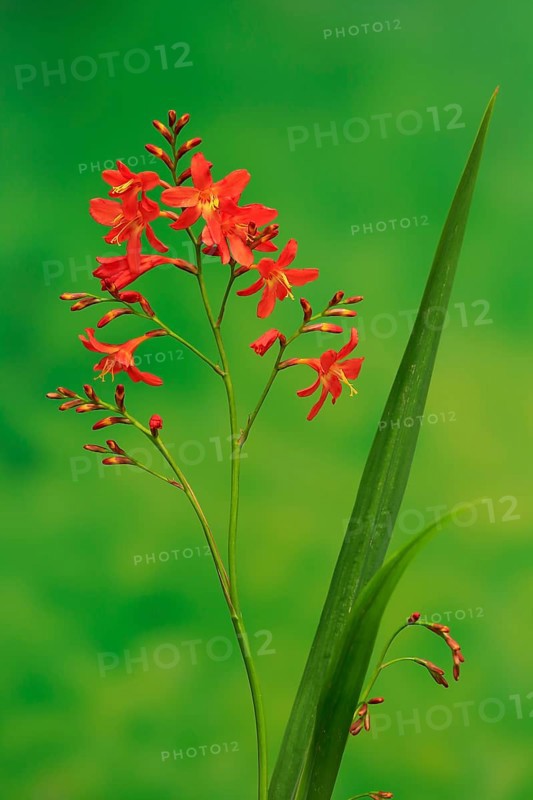 Montbretia (Crocosmia x crocosmiiflora)