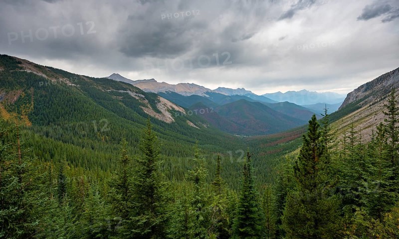 View into forested valley
