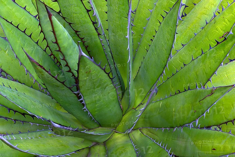 Aloes (Aloe)