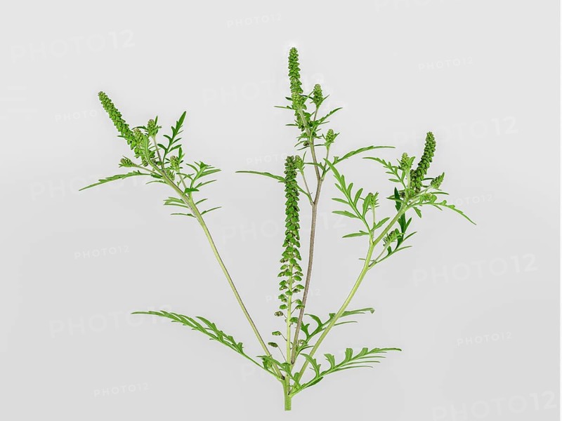 Common Ragweed (Common Ragweed)