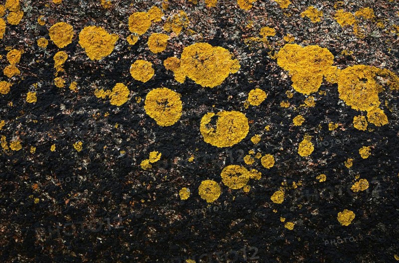 Lichen on rock