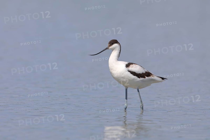 Black capped avocet (Recurvirostra avosetta)