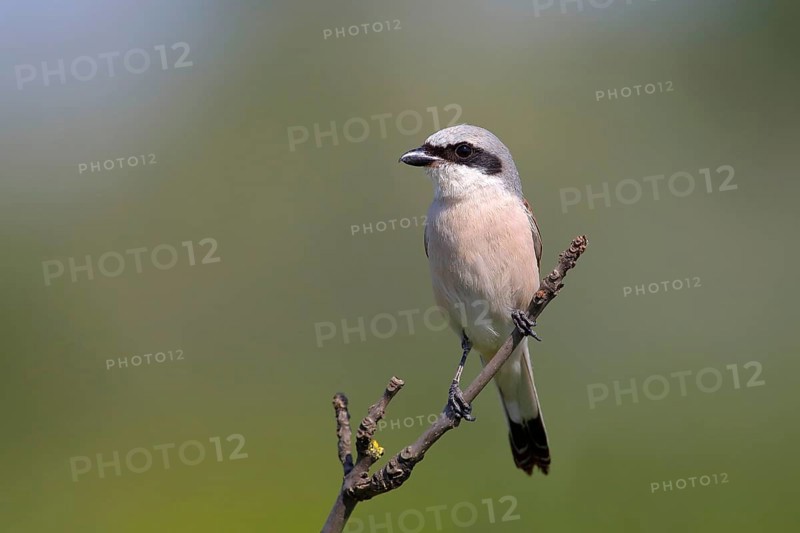 Red-backed Shrike (Canius collurio) male on perch