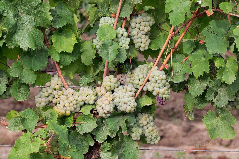 Grape vine (Vitis vinifera)