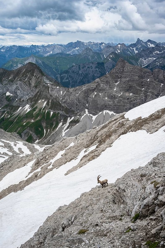 Alpine Ibex (Capra ibex)