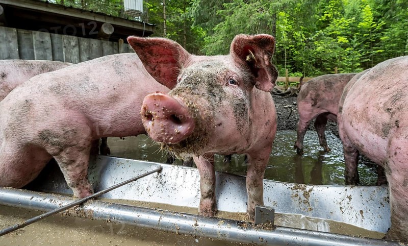 Domestic Pigs (Sus scrofa domesticus) at a trough in an outdoor enclosure