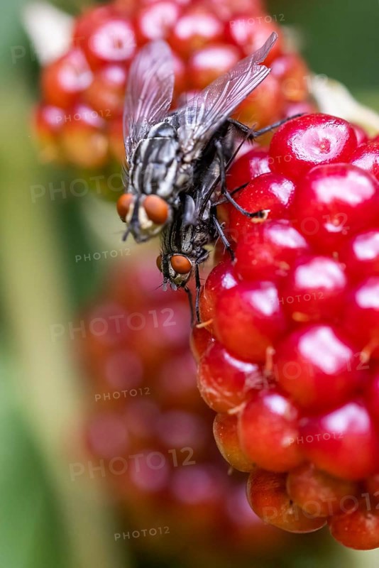 Blow flies (Calliphoridae) on blackberry