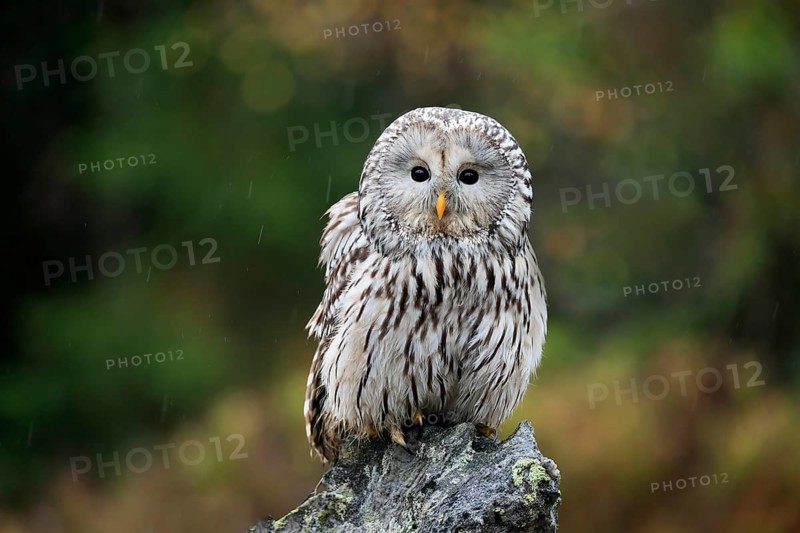 Ural owl (Strix uralensis)