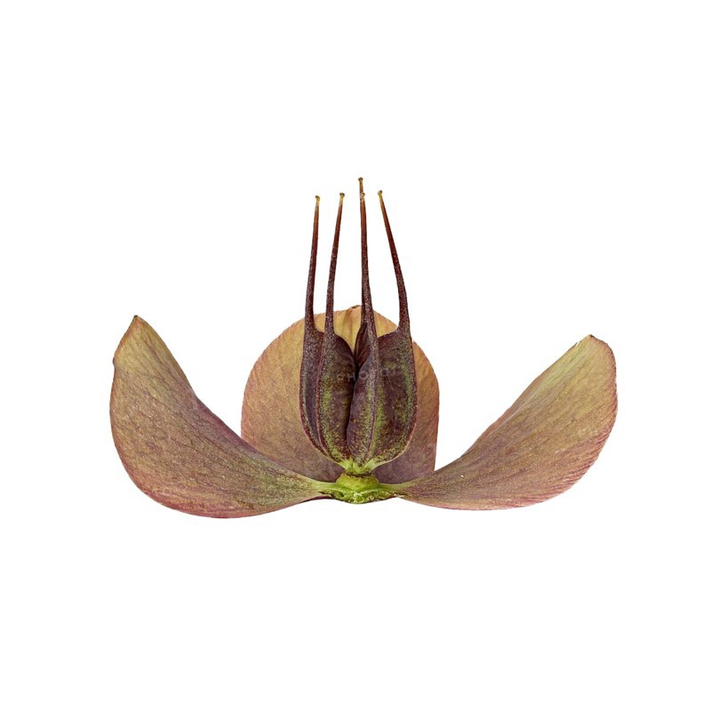 Barnhaven hybrid (Helleborus x hybridus)