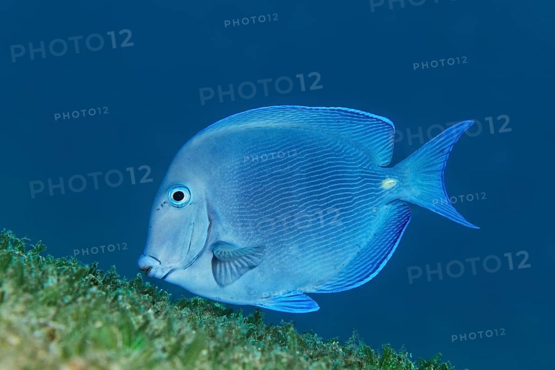 Blue tang (Acanthurus coeruleus) swimming over seagrass meadow