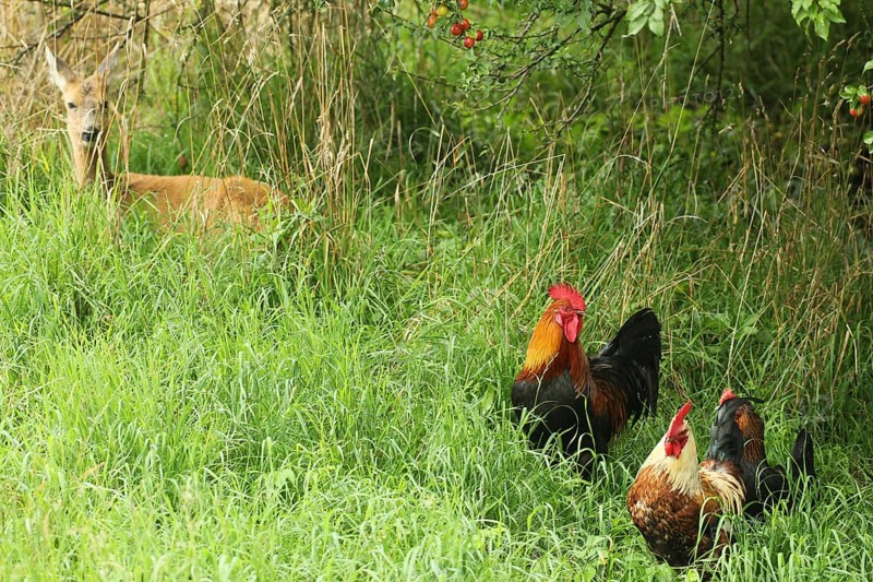 Domestic Chickens (Gallus gallus domesticus) Organic