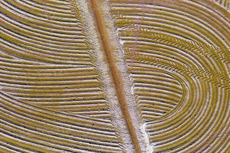 Detail of a flooded rice field in May