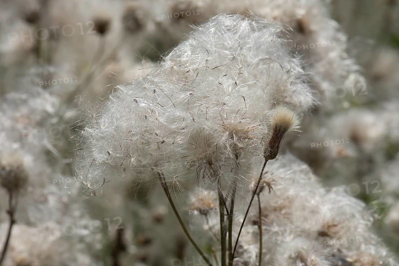 Sclerophyllous thistle (Cirsium arvense) Bavaria